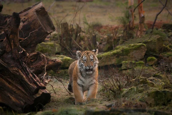 Niedliches Tigerjunges spaziert durch den Dschungel — Stockfoto