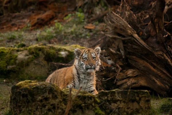 Bonito filhote de tigre andando nas selvas — Fotografia de Stock