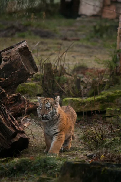 Niedliches Tigerjunges spaziert durch den Dschungel — Stockfoto