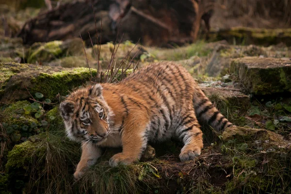 Ładny tygrysa cub chodzenie w dżungli — Zdjęcie stockowe