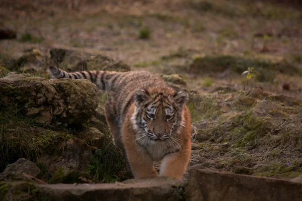 Niedliches Tigerjunges spaziert durch den Dschungel — Stockfoto
