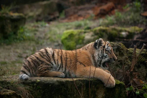 Beautiful tiger cub resting on tjhe ground — Stock Photo, Image