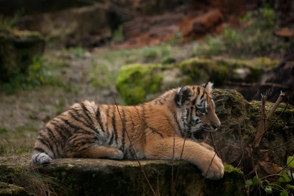 Beautiful tiger cub resting on tjhe ground — Stock Photo, Image