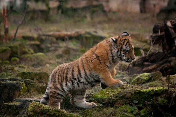 Lindo tigre cachorro caminando en la selva — Foto de Stock