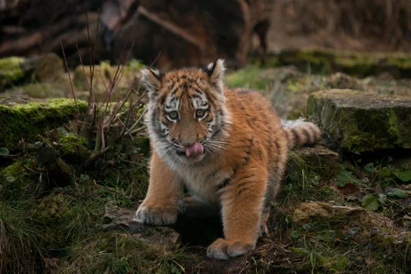 Gyönyörű tigris kölyök nyugszik a földön — Stock Fotó