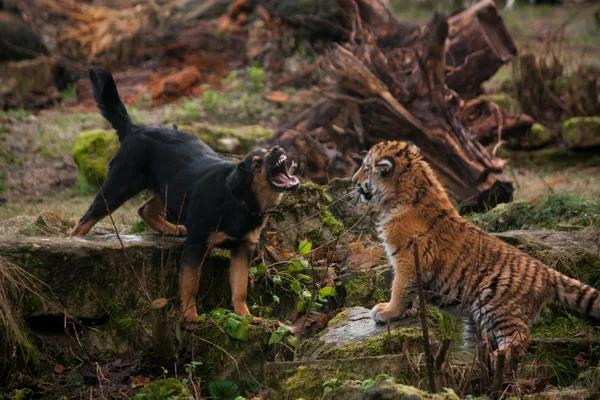 Cute tiger pup playing with dog — Stock Photo, Image