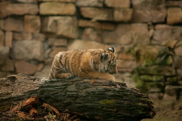 Beautiful tiger cub resting on tjhe ground — Stock Photo, Image