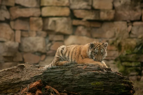 Gyönyörű tigris kölyök nyugszik a földön — Stock Fotó