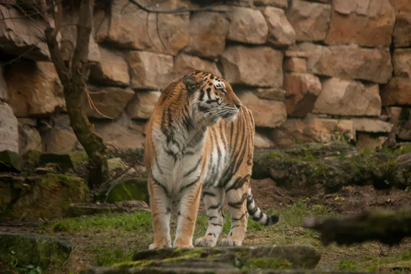 Großer sibirischer Tiger steht im Dschungel — Stockfoto