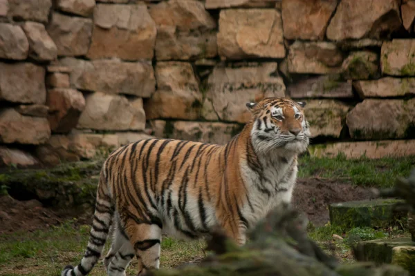 Großer sibirischer Tiger steht im Dschungel — Stockfoto