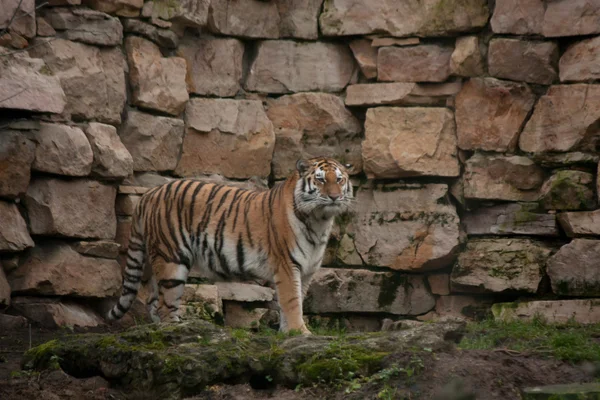 ジャングルの中で大きなシベリア虎の立っています。 — ストック写真