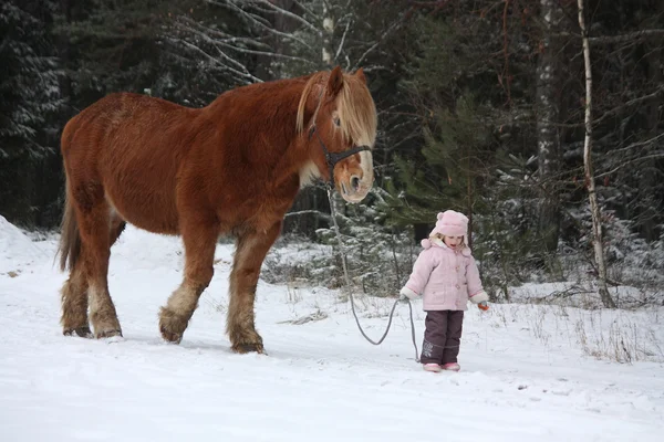 Nettes kleines Mädchen führt großes Zugpferd im Winter — Stockfoto