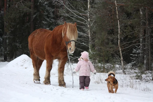 Cute little girl leading big draught horse in winter — Stock Photo, Image