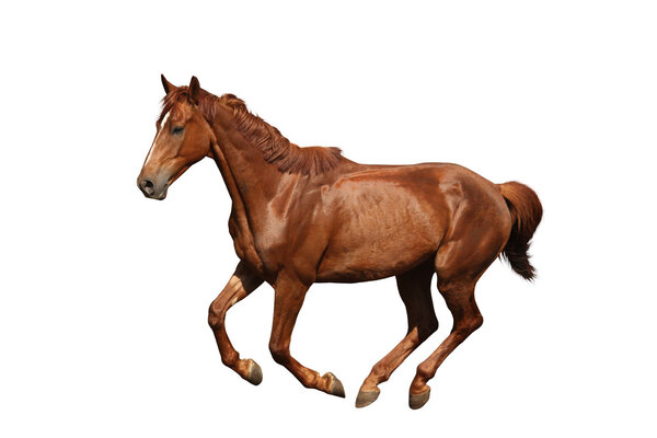 Brown horse galloping isolated on white