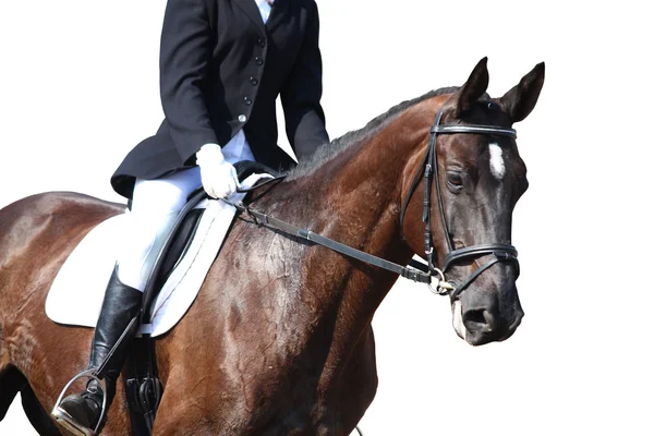 Retrato de cavalo preto durante isolado em branco — Fotografia de Stock