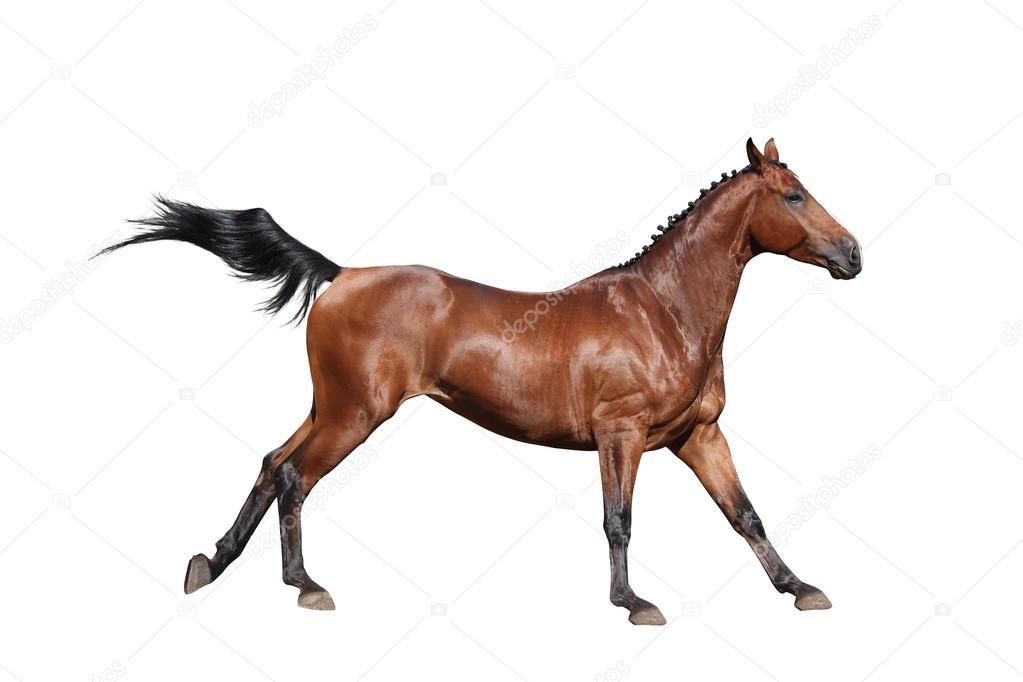 Brown horse galloping isolated on white
