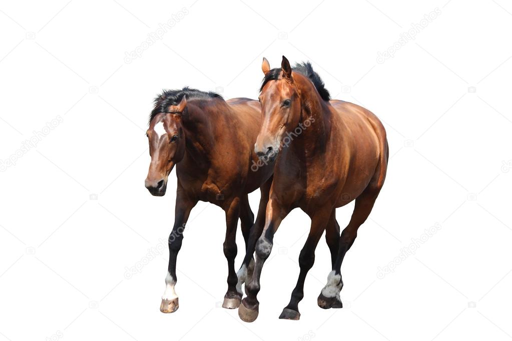 Two brown horses trotting fast isolated on white