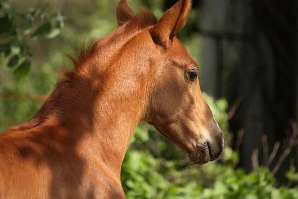 Gesztenye aranyos ló csikó portré nyáron — Stock Fotó