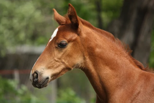 Gesztenye aranyos ló csikó portré nyáron — Stock Fotó