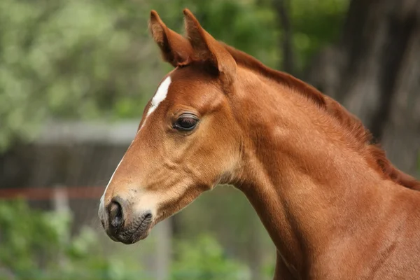 Χαριτωμένο άλογο κάστανο foal πορτρέτο το καλοκαίρι — Φωτογραφία Αρχείου