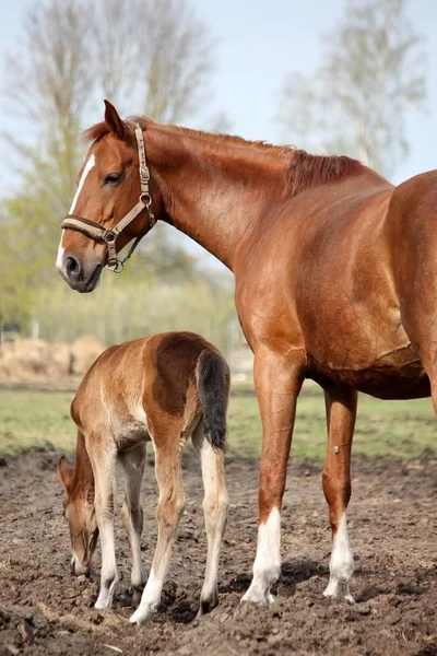 Braune süße Fohlen Porträt mit seiner Mutter — Stockfoto