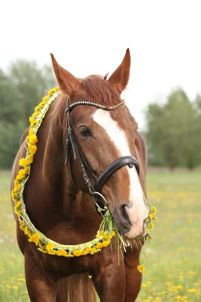 Portrait of chestnut horse with dandelion circlet — Stock Photo, Image