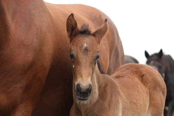 Brown mignon poulain portrait avec sa mère — Photo