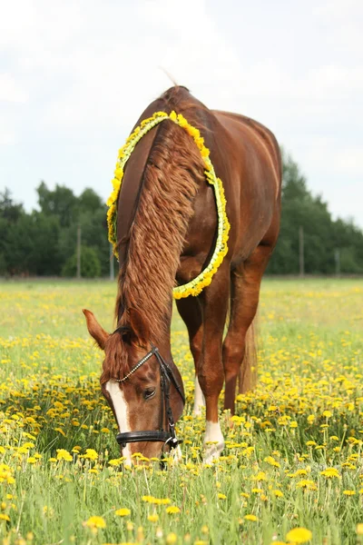 Beautiful chestnut horse at the field with flowers — Stock Photo, Image