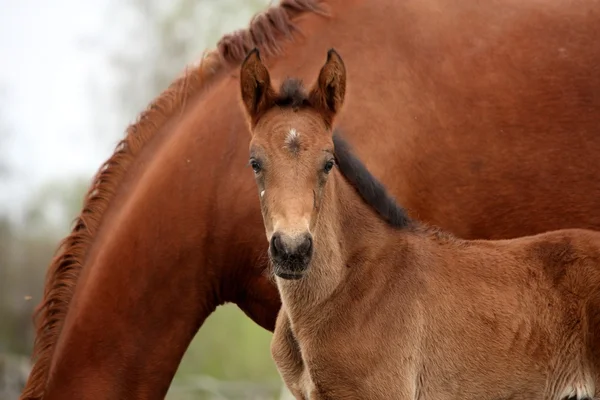 Brown mignon poulain portrait avec sa mère — Photo