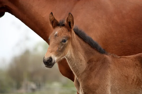 Brown lindo potro retrato con su madre — Foto de Stock