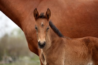 Annesi ile kahverengi sevimli yavru portre