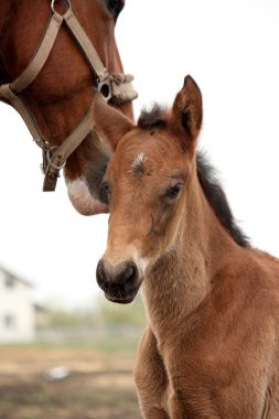 Annesi ile kahverengi sevimli yavru portre