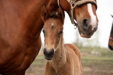 Annesi ile kahverengi sevimli yavru portre