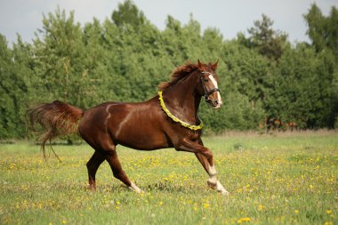 Kestane at karahindiba sahasında dörtnala