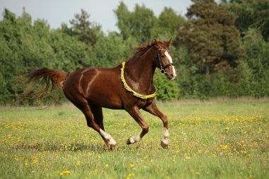 Kestane at karahindiba sahasında dörtnala