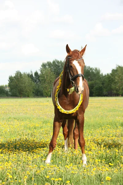 Beautiful chestnut horse at the field with flowers — Stock Photo, Image