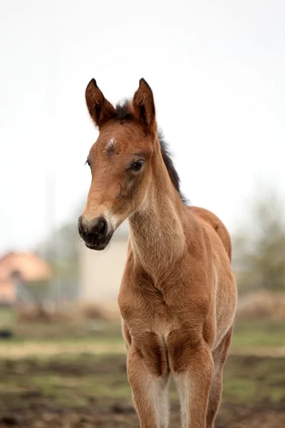 彼の母親を持つ茶色のかわいい子馬肖像画 — ストック写真