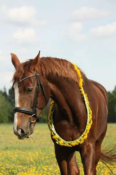 Ritratto di cavallo di castagno con cerchio di tarassaco — Foto Stock