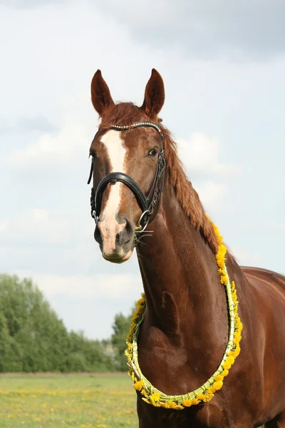 Portrait of chestnut horse with dandelion circlet — Stock Photo, Image