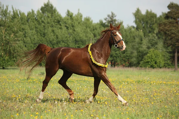 Красивий каштановий кінь тягнеться на полі — стокове фото