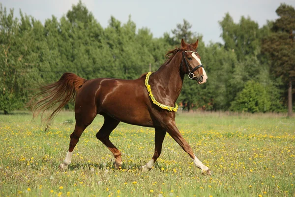 Hermoso caballo castaño trotando en el campo —  Fotos de Stock