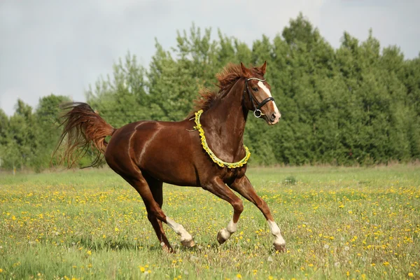 Kaštanový kůň tryskem na Pampeliška field — Stock fotografie