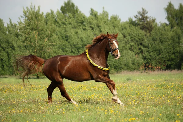 Kastanje paard galopperen op paardebloem field — Stockfoto