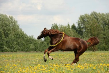 Kestane at karahindiba sahasında dörtnala