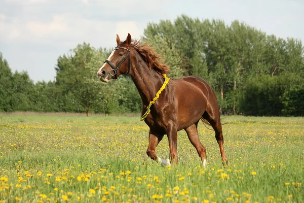 Vackra kastanj häst trav på fältet — Stockfoto