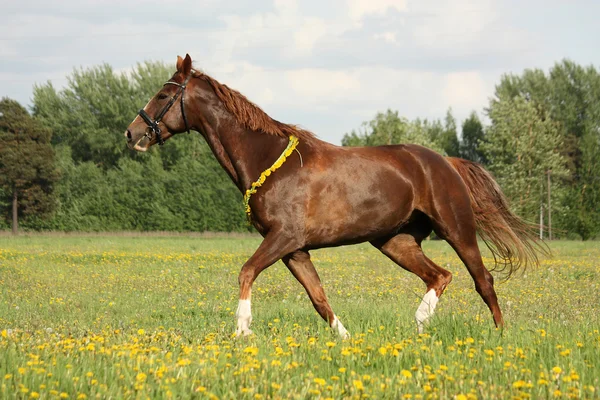 Vackra kastanj häst trav på fältet — Stockfoto