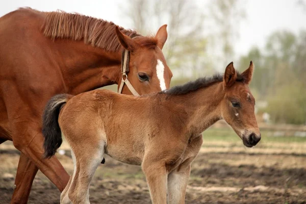 Brown cute foal portrait with his mother — Stock Photo, Image