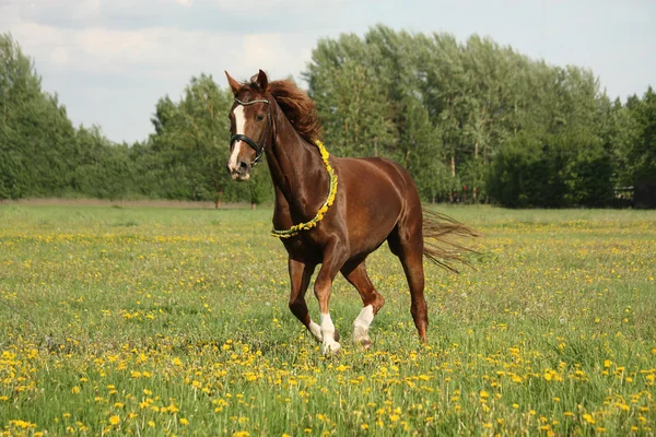 Cavallo castagno al galoppo al campo di dente di leone — Foto Stock