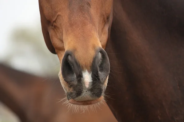 Close up van bruin paard neus — Stockfoto