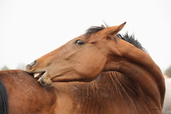 Brown funny horse scratching itself portrait — Stock Photo, Image